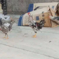 دو عدد جوجه خروس گلین