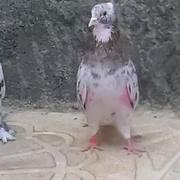 کبوتر سرور