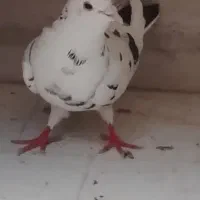 کفتر سوسگی دم سیاه