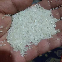 نیمدانه هاشمی