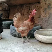 مرغ بومی تخمگذار اصل