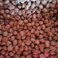 لوبیا چیتی