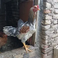 خروس لاری و گلپایگانی