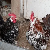 تخم نطفه دار بلژیکی