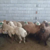 گوسفنده زنده یافت اباد