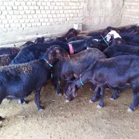 گوسفند داشتی قزل افشار و قره قزل افشار
