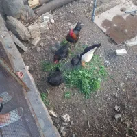 مرغ وخروس