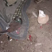 کفتر|پرنده|آزادشهر, |دیوار
