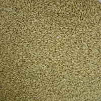 فروش گندم آبی درجه ۱