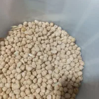 نخود بهار