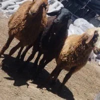 بره نر