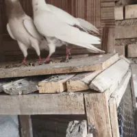 کفتر|پرنده|سمنان, |دیوار