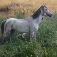 مادیان