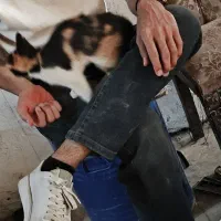 واگذاری بچه گربه