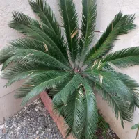 گل سیکاس