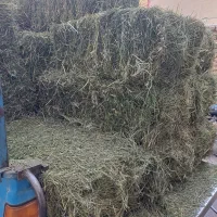 پرس شبدر