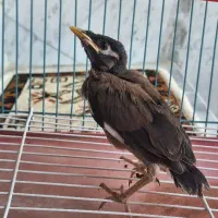 جوجه مینا