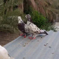 کفتر