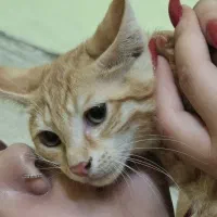 گربه چهار ماهه از شیر در امده