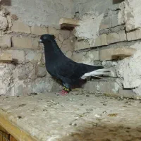 اشعل وقهویی دم سفید