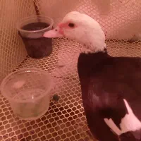 اردک مسکویی ماده