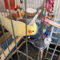 جفت عروس هلندی مولد