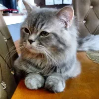 گربه پرشین دال فیس