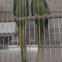 شاه طوطی مولد 100/100