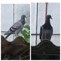 فروشی جوجه کبوتر مسافتی