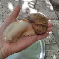 حلزون بزنگ نر و ماده تخم گذار