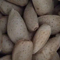 بادام شیرین درشت مغز پر، جفت مغز