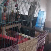 فروش عروس هلندی با قفس وتمام وسایل