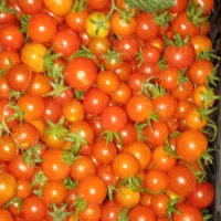گوجه ریز