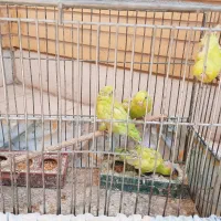 مرغ عشق