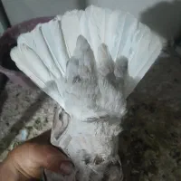 جفت سور دمسفید