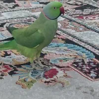 طوطی ملنگو