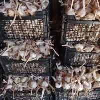 سیر|خوردنی و آشامیدنی|تویسرکان, |دیوار