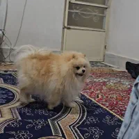 سگ پامرانین خرسی