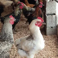 مرغ و خروس محلی 5ماهه