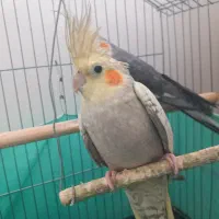 عروس هلندی