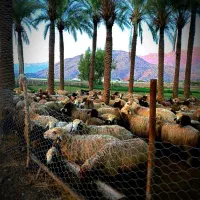 بره نر چاق