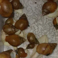 حلزون ۳۵ عدد