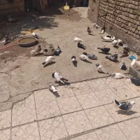 فروش کبوتر