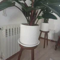 استند گلدان