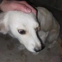 اشپیتز روباهی ماده باهوش