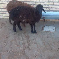 ۲ راس کاوور بره ماده جهت داشتی .. بز میش