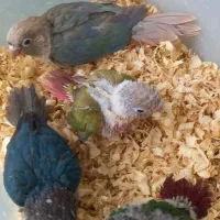 گرینچیک و راهب سرلاکی