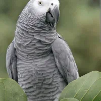 کاکادو کاسکو یا آرا