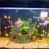 آکواریوم ۶۰×۳۰