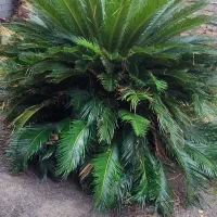 گل و گیاه طبیعی سیکاس